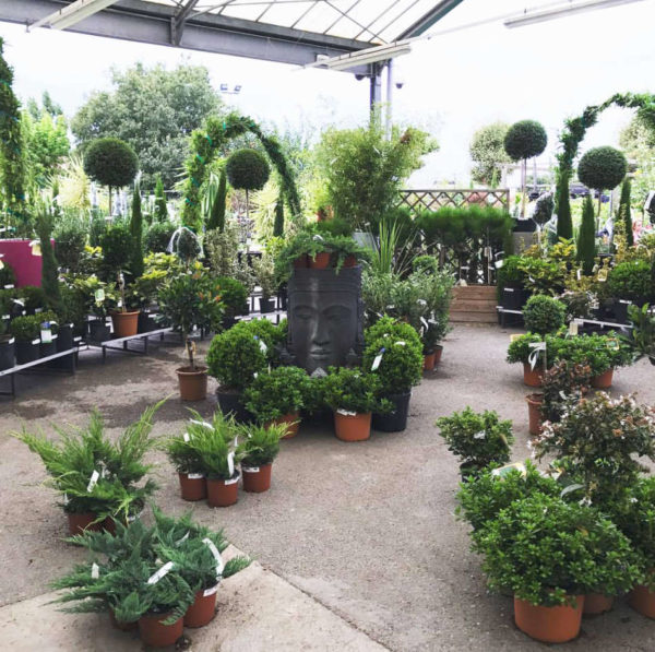 Les plantes vertes de la jardinerie Jaïa Balaruc-le-Vieux