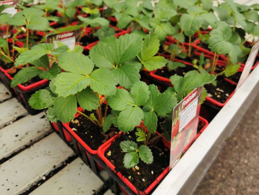 Les plants de fraisier