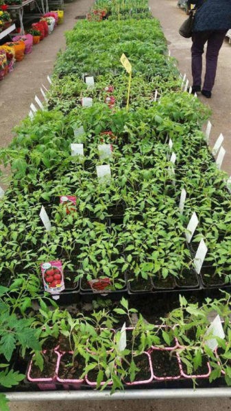 Les plants de légumes de la Potagère
