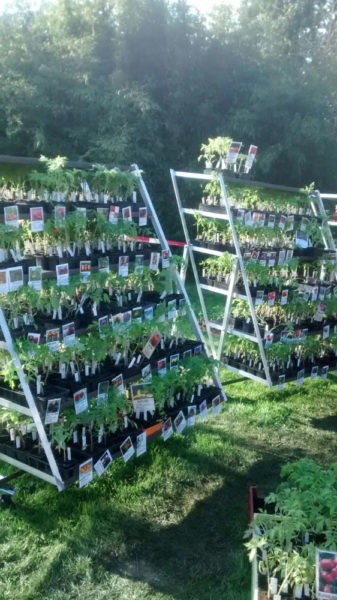 Les plants de légumes 