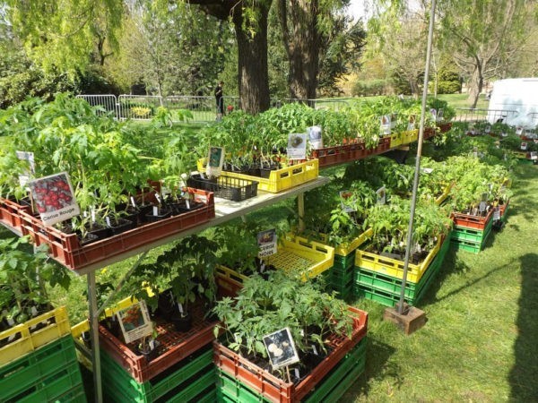 Les plants de légumes des Jardins d'Isana