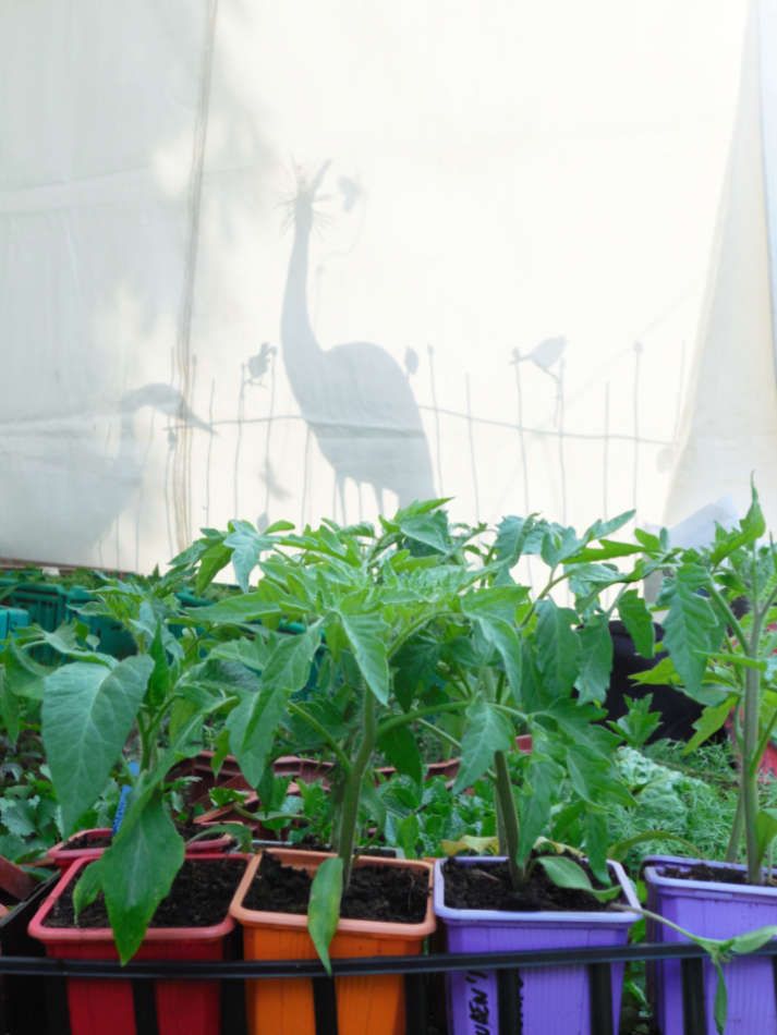 Les plants maraîchers 