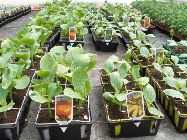 Les plants potagers des Serres Fleuries