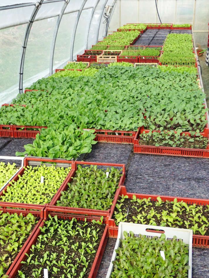 Les plants potagers du Jardin de Zélie