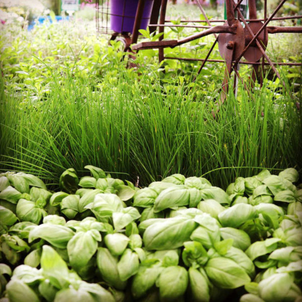 Les plants potagers de la jardinerie Jaïa Balaruc-le-Vieux