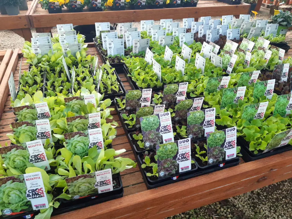 Plants potagers des P&eacute;pini&egrave;res Bourinet