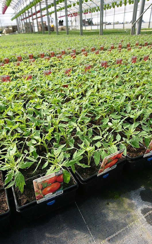 Les plants de tomates