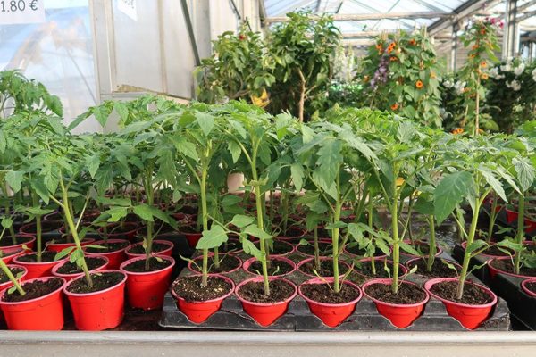 Plants de tomates