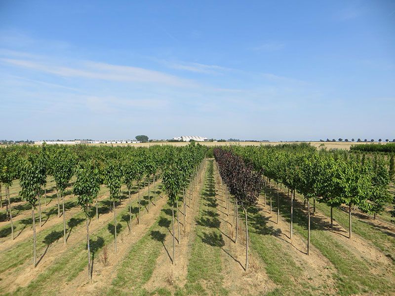 La production d'arbres des Pépinières Chatelain