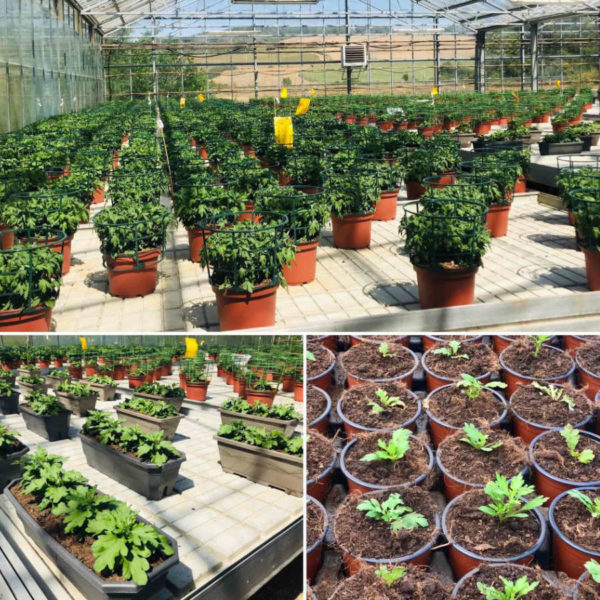 Production de chrysanthèmes à la Jardinerie Kallenkoot