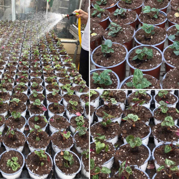 Production de cyclamens à la Jardinerie Kallenkoot