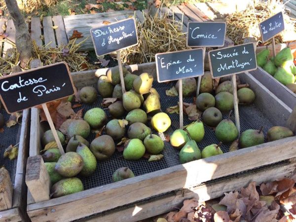 Production de fruits des Pépinières Chatelain
