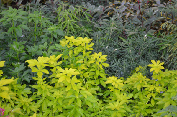 Les plantes des Serres Fleuries