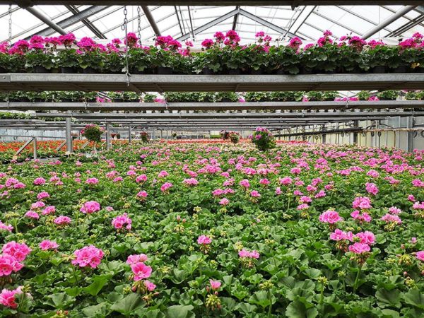 Production de géraniums Fleurs Ernst