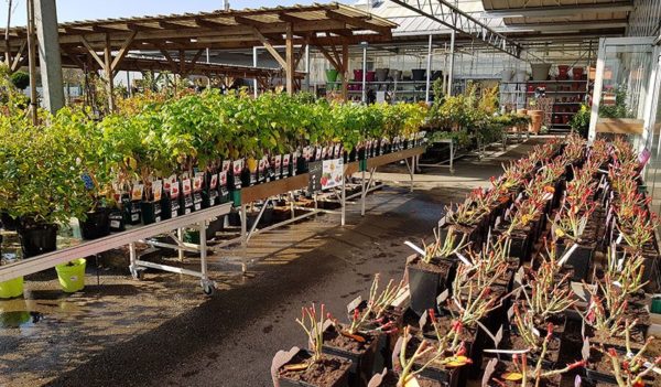 Production horticole des Jardins du Sonnenhof