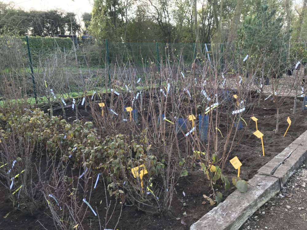 Production d'arbres aux Jardins de Poigny