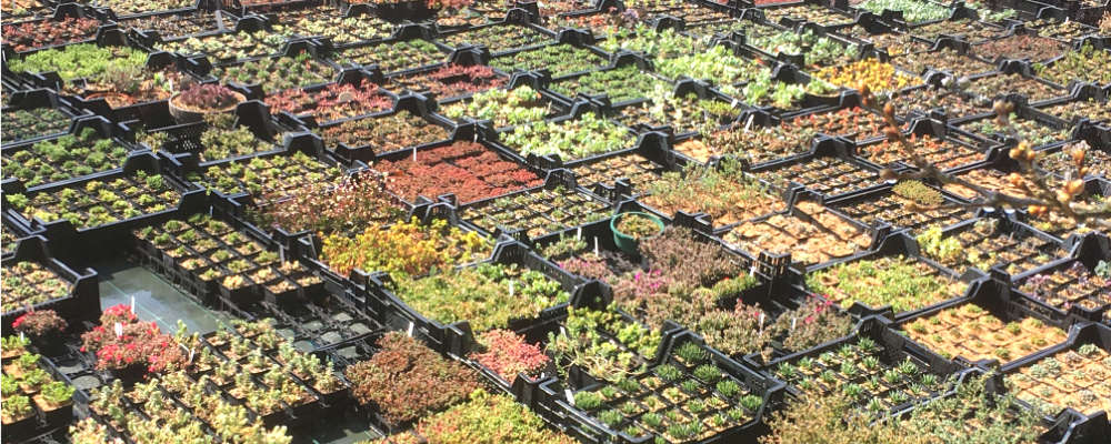 Les productions de la pépinière Sempervivum