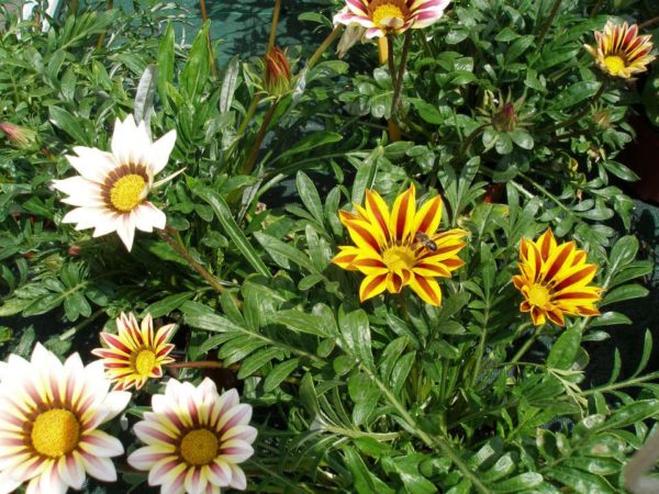 Les plantes produites aux Serres Fleuries