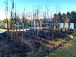 Production des P&eacute;pini&egrave;res Bourinet