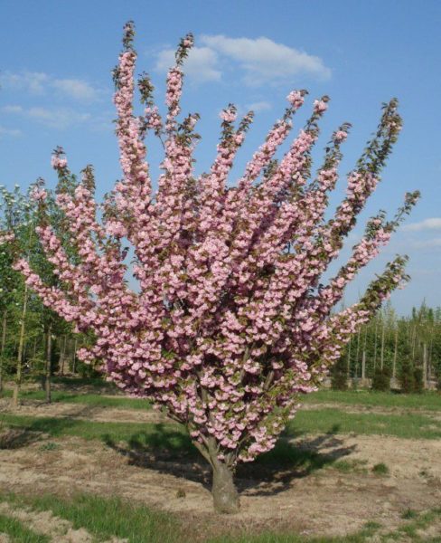 Prunus en fleurs