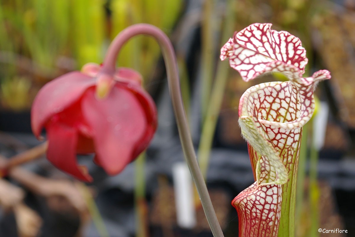 Sarracenia Pépinière Carniflore
