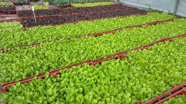 Salades