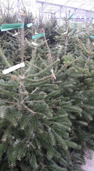 Les sapins de Noël de la Potagère