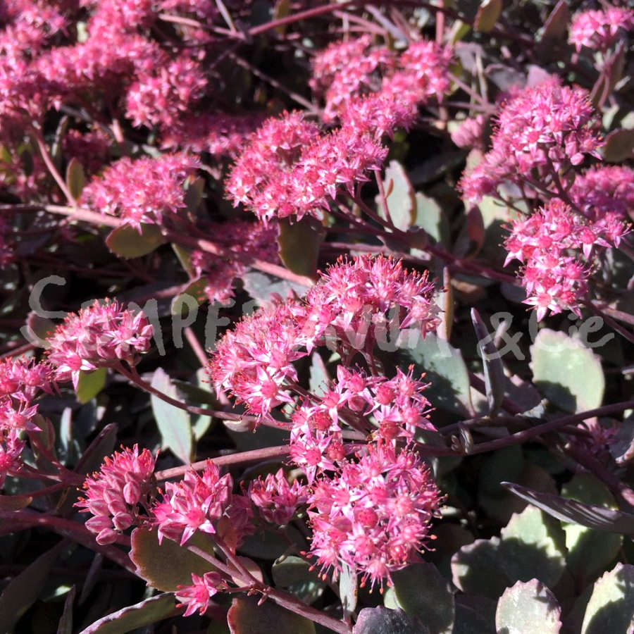 Sedum Mahogany red 