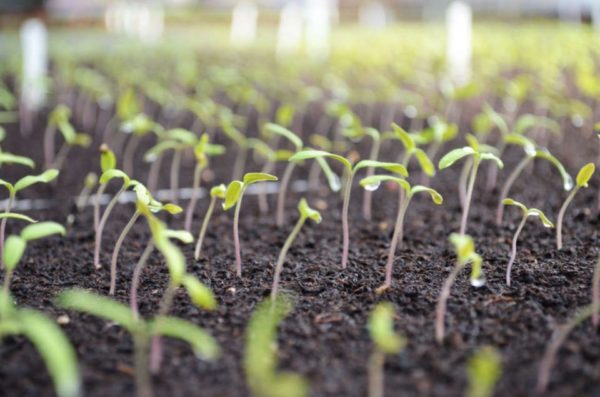 Production des plants aux Serres Fleuries