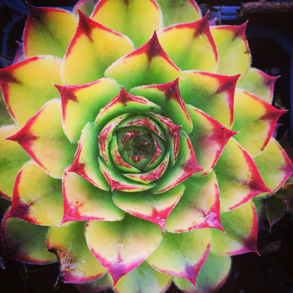 Sempervivum Birchmeier