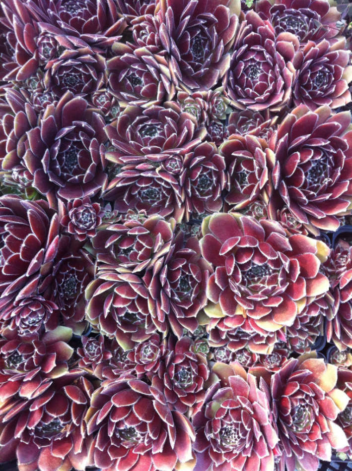 Sempervivum "Lennik's Glory"