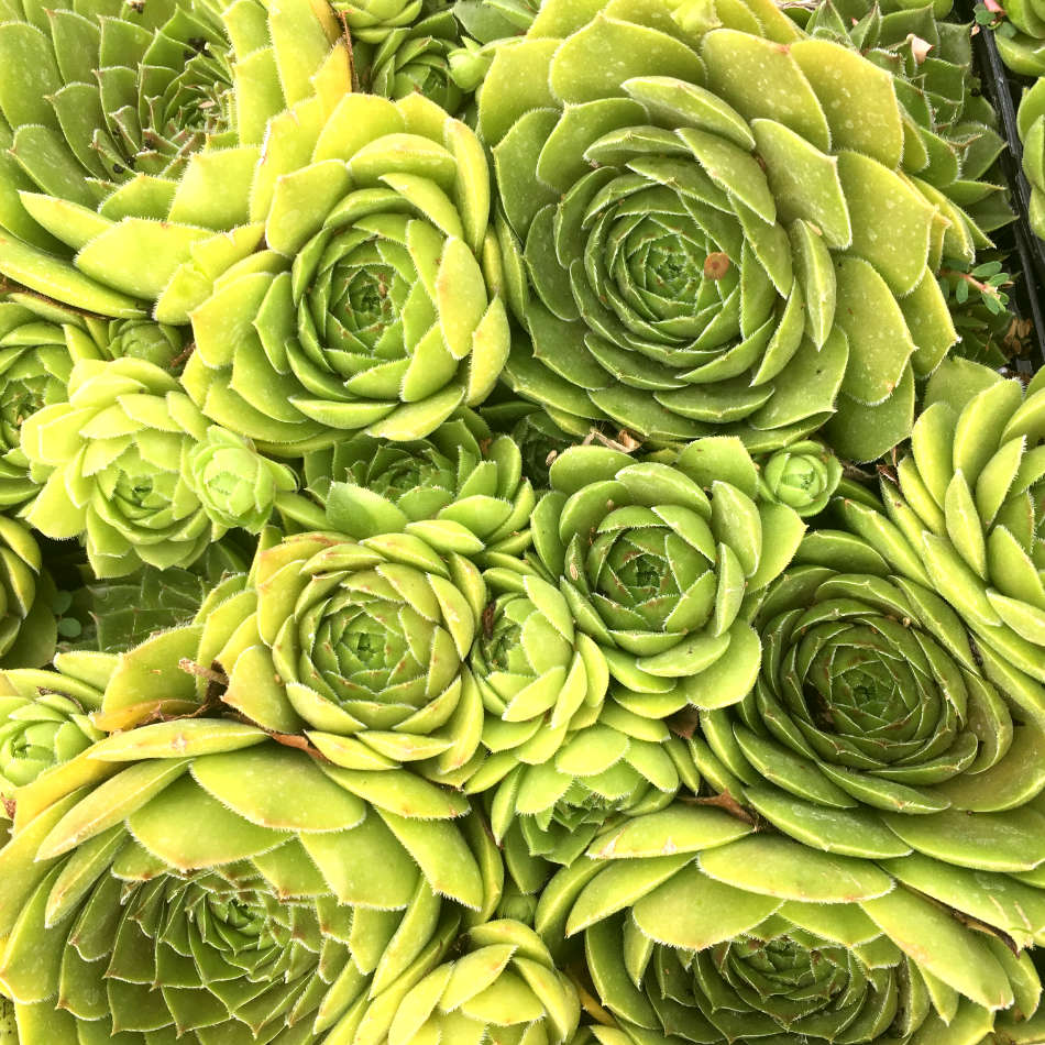 Sempervivum Olivette