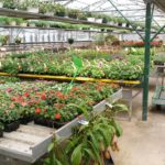 Les serres de production