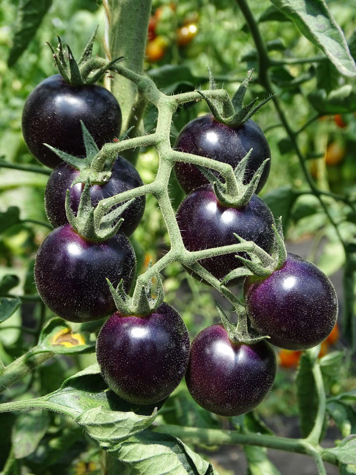 Les Les tomates du Jardin de Zélie