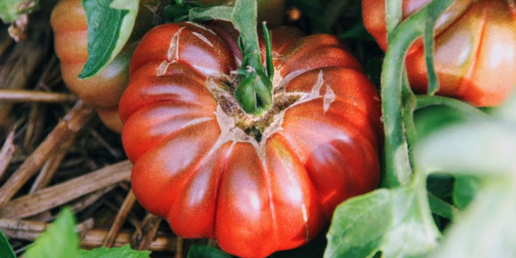 Tomate purple Calabash