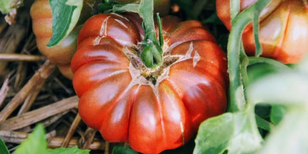 Tomate Purple Calabash de Mille Variétés Anciennes