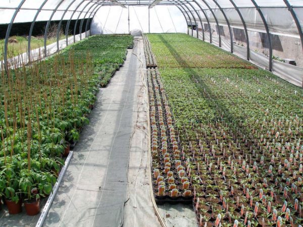 Tunnel de production des tomates