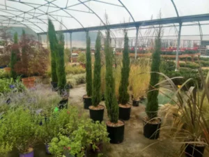 V&eacute;g&eacute;taux des P&eacute;pini&egrave;res Bourinet