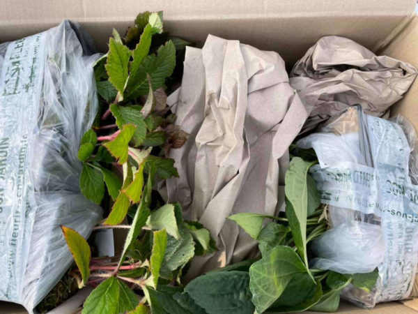 Emballage précautionneux des plantes