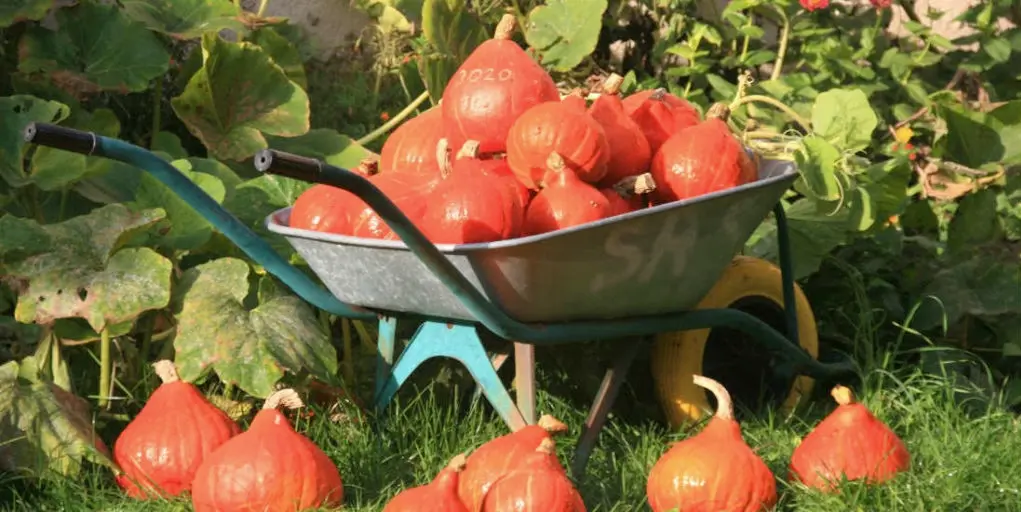 Véritable potimarron