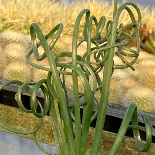 Albuca Spiralis