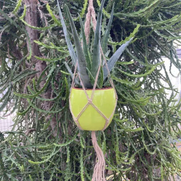 Aloe Vera avec cache-pot vert