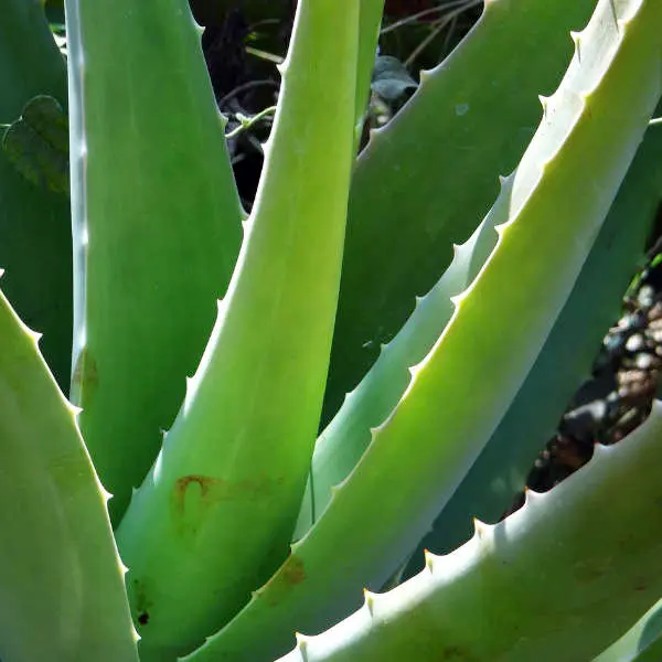 Feuilles Aloe vera