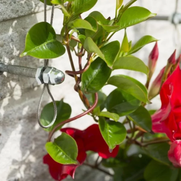 Kit de palissage pour plantes grimpantes