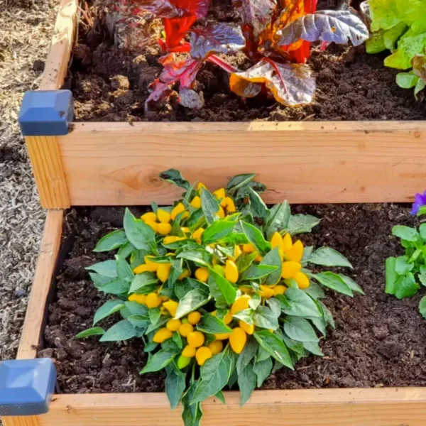 Carré potager 2 étages