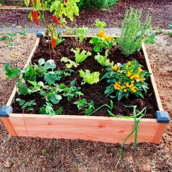 Carré potager haut
