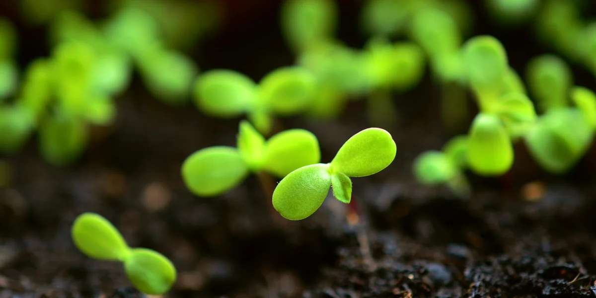 Que semer en août au potager ?