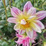 deleclusealexandra38