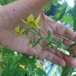 lombard.sophie.lechevalier