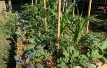 Carrés potagers en Perma culture, cherche leur nouveau jardinier